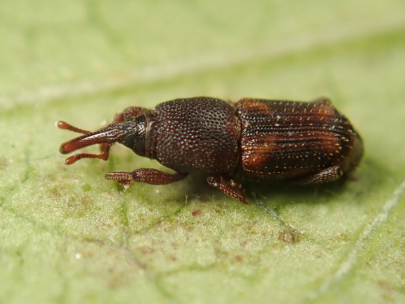 Curculionidae: Sitophilus oryzae?